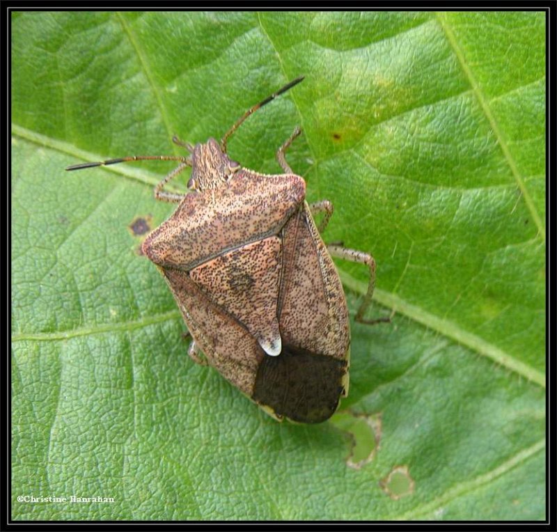 Stinkbug (Euschistus)