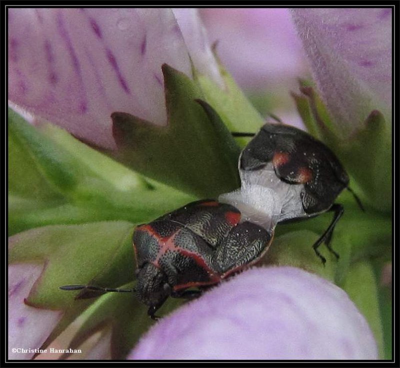 Two-spotted Stinkbugs (Cosmopepla bimaculata)