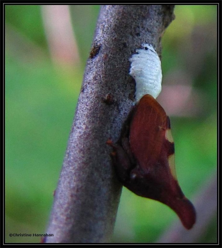 Treehopper (Enchenopa) with egg mass