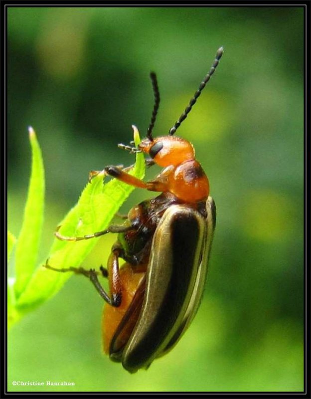 Blister beetle (Zonitis sp.)