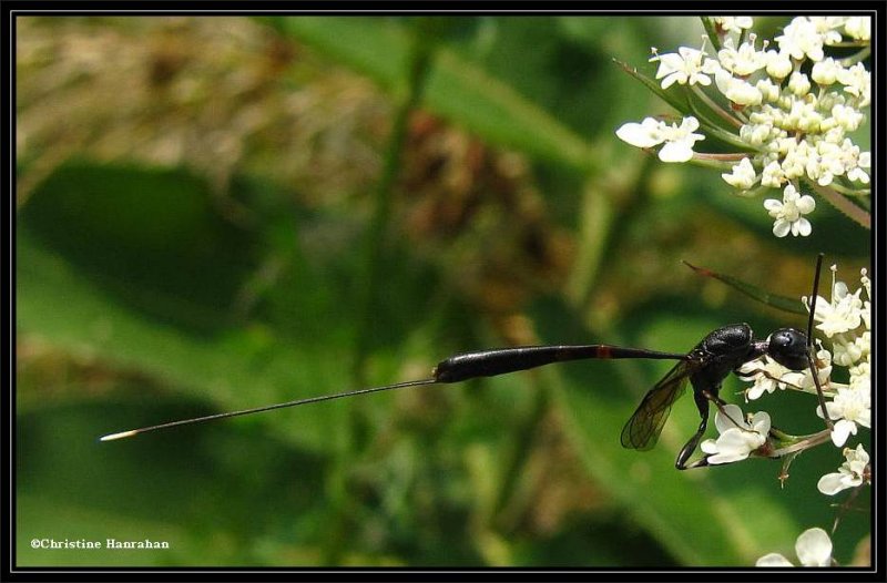 Gasteruptiid wasp, female