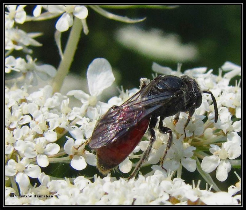 <em>Sphecodes</em> wasp