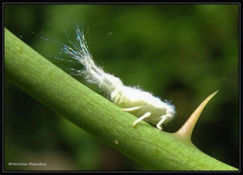 Planthopper nymph ( Metcalfa pruinosa)