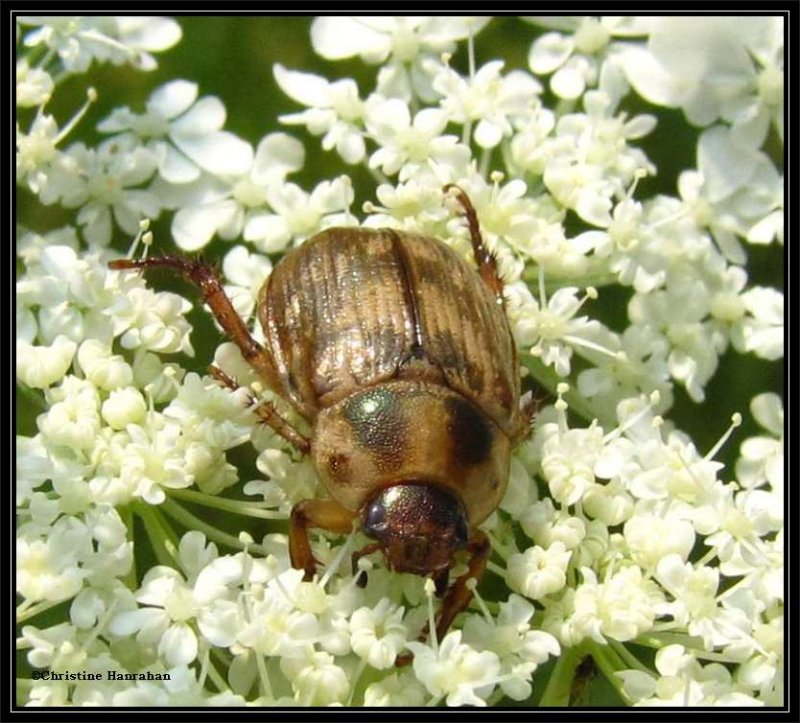 Oriental beetle (Anomala orientalis)
