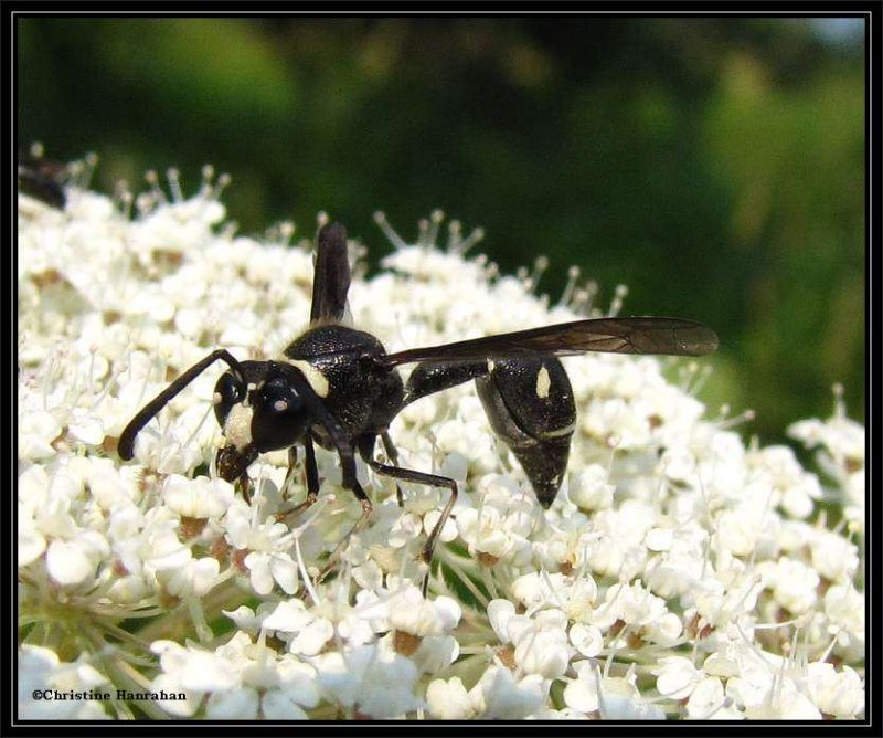 Potter wasp (Eumenes)