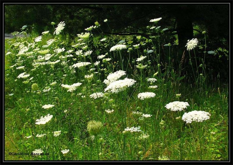 The small stand of Queen Anne's lace