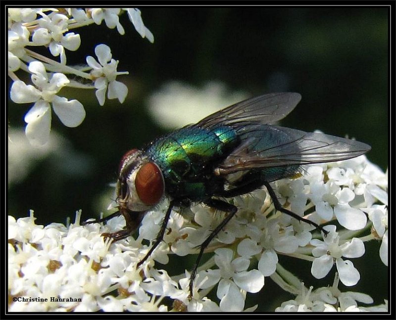 Greenbottle fly  (Lucilia)
