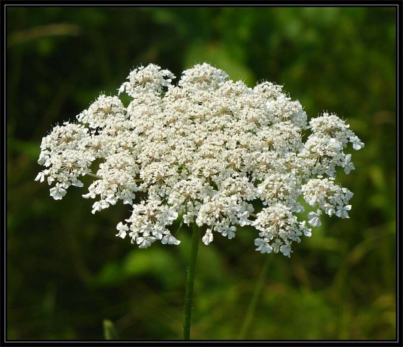 Queen Anne's Lace flower