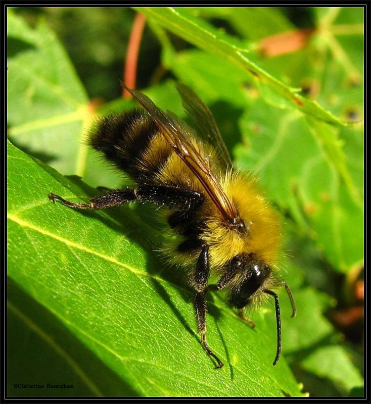 Bumble bee (Bombus) in early morning light
