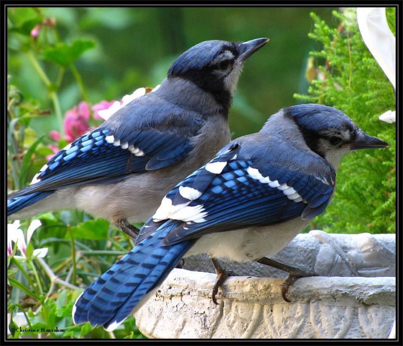 Juvenile Blue Jays