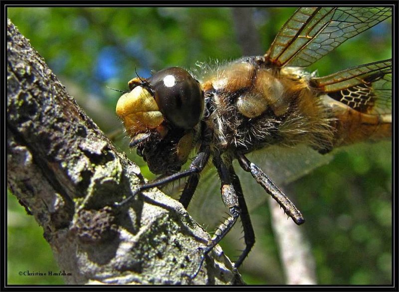 Four-spotted skimmer  (<em>Libellula quadrimaculata</em>)