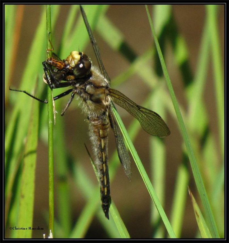 Four-spotted skimmer  (Libellula quadrimaculata) with deer fly