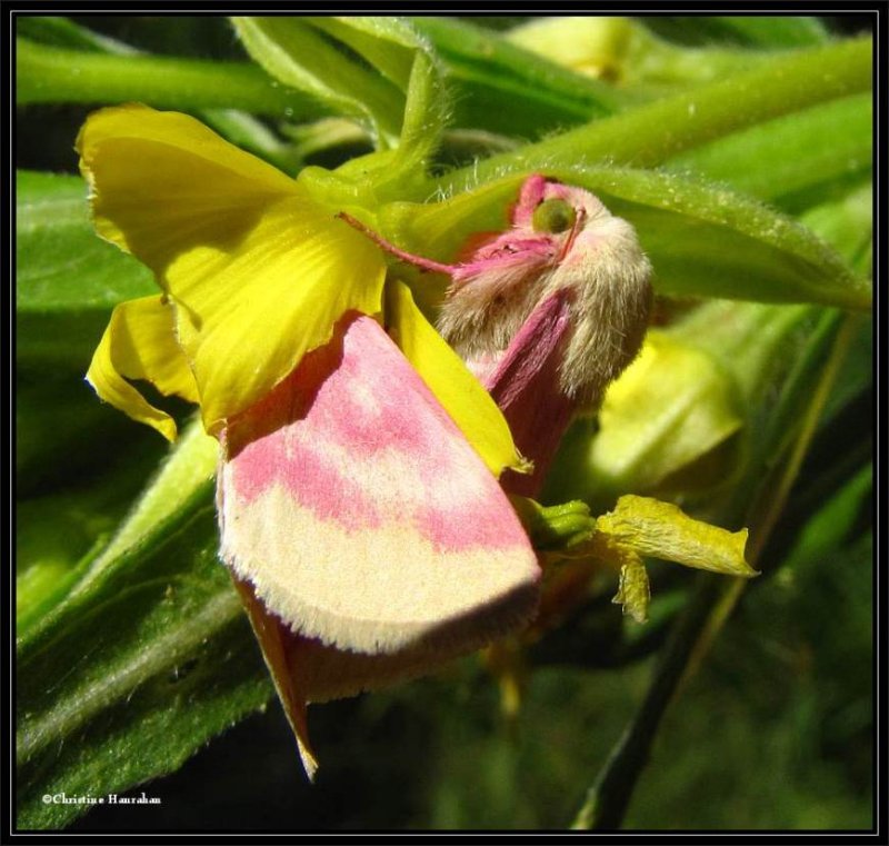 Two Primrose moths (Schinia florida) #11164,  in Evening primrose