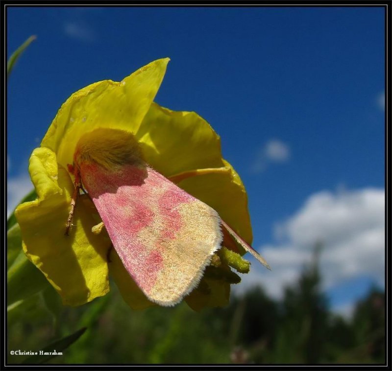Primrose moth (Schinia florida) #11164, in Evening primrose
