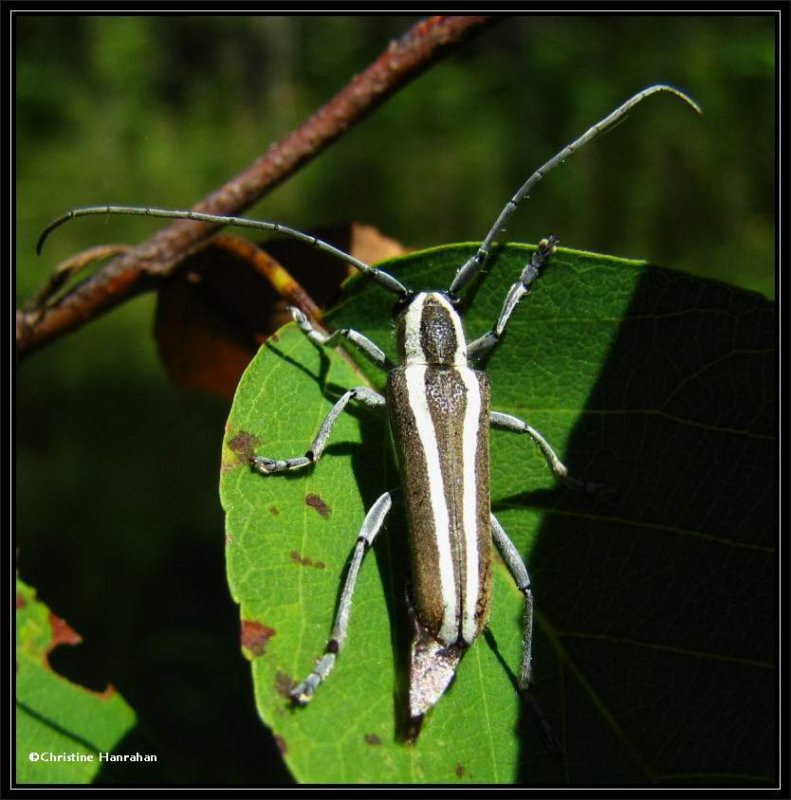 Round-headed apple borer, longhorn beetle (Saperda candida)