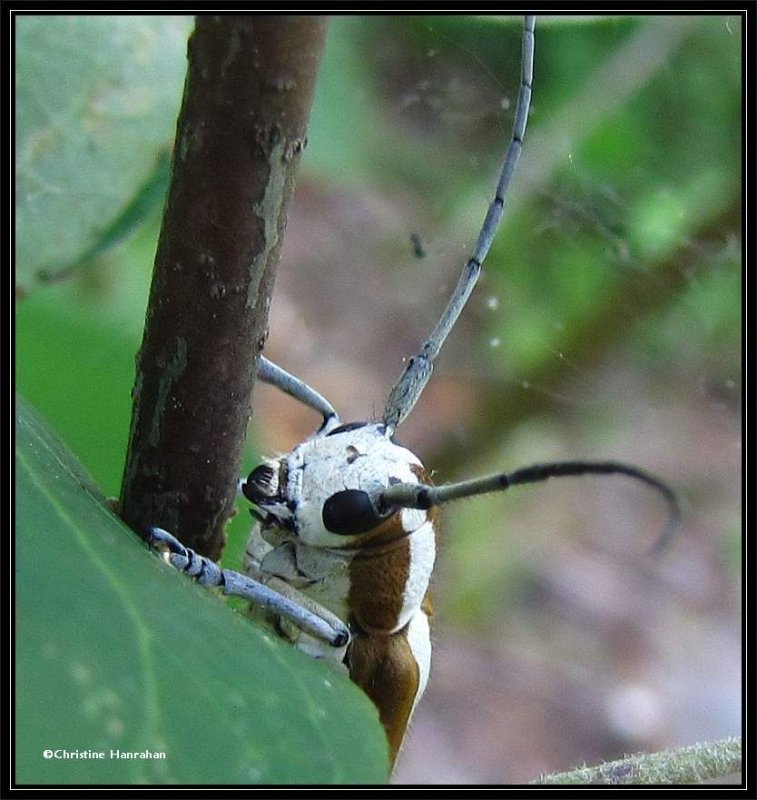 Round-headed apple borer, longhorn beetle (Saperda candida)