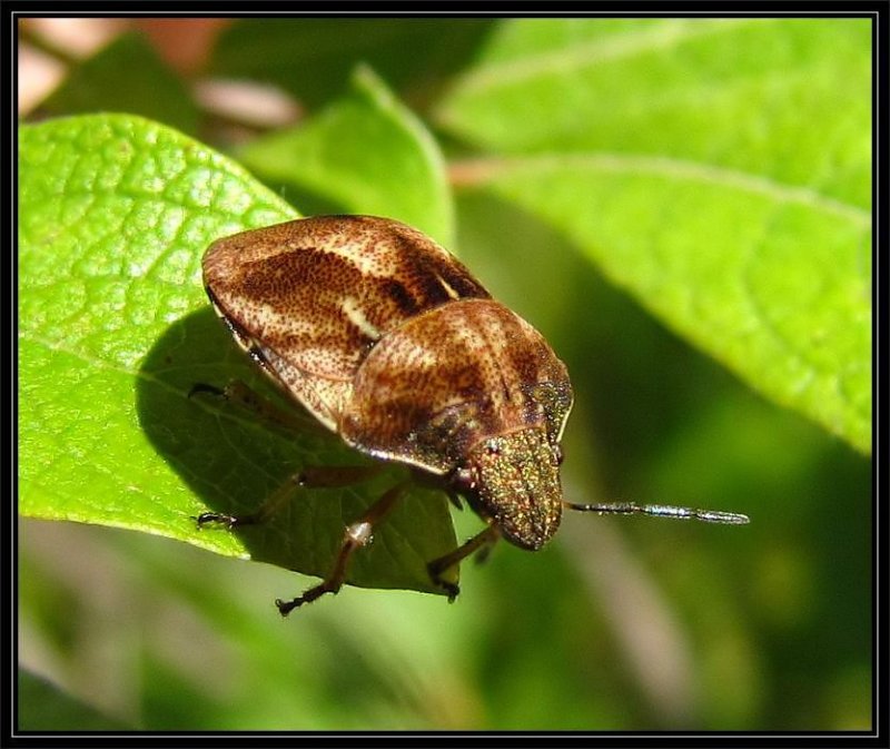 Shield-backed bug (Homaemus aeneifrons)