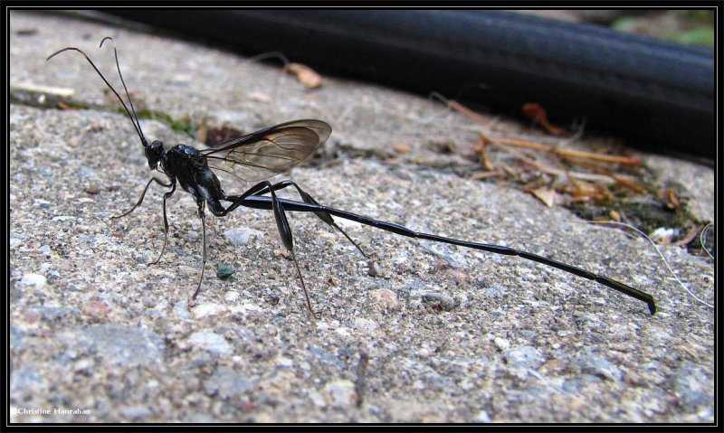 Pelecinid wasp (Pelecinus polyturator), female