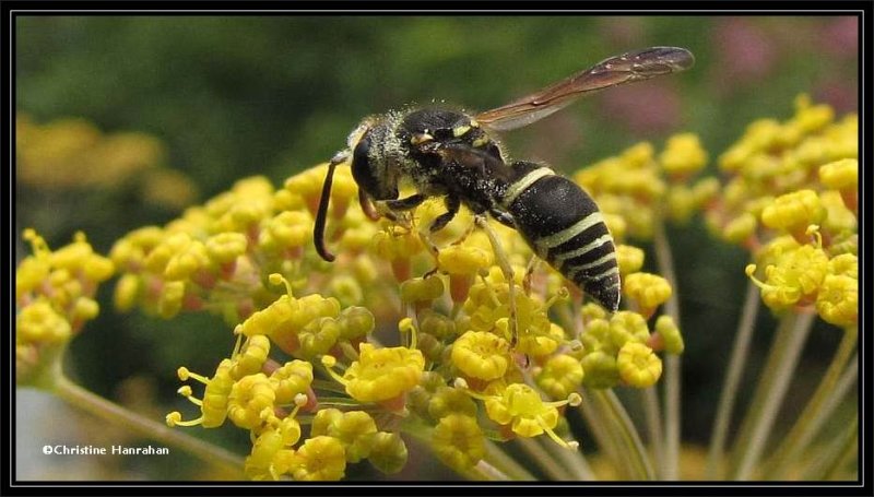 Mason wasp (Ancistrocerus)