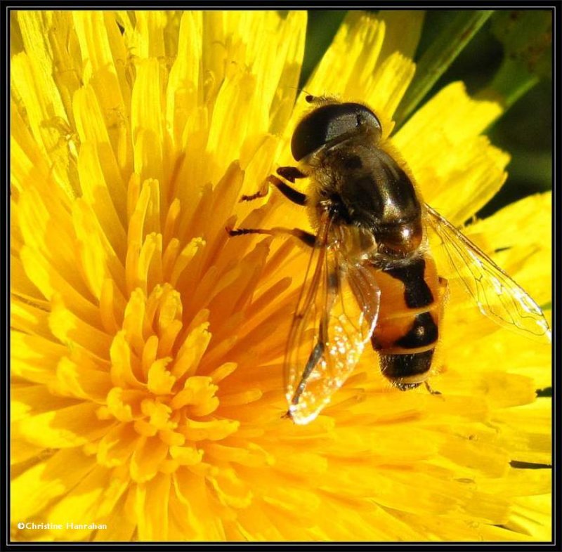 Hover fly (Eristalis arbustorum) on Sow-thistle