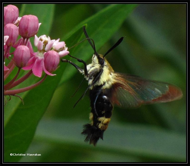 Snowberry Clearwing moth  (Hemaris diffinis), #7855