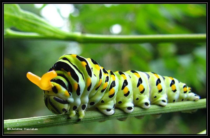 Black swallowtail larva (Papilio polyxenes) (Butterfly)