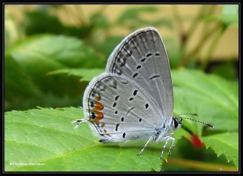 Eastern tailed blue  (Everes comyntas), male