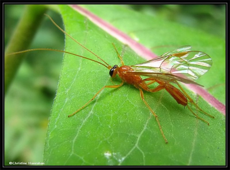 Ichneumonid wasp (Subfamily Ctenopelmatinae)