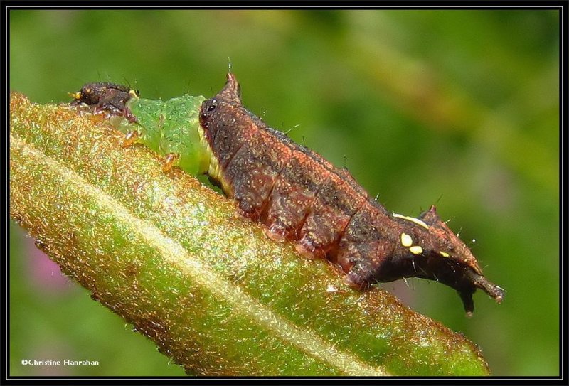 Unicorn caterpillar (Schizura unicornis), #8007