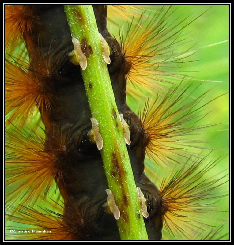 Caterpillar feet :  Virginian tiger moth caterpillar (Spilosoma virginica), #8137