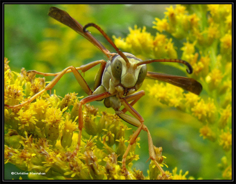 Paper wasp (Polistes fuscatus) on goldenrod