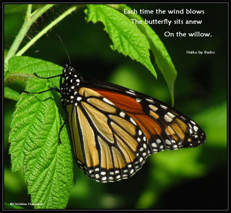 The butterfly sits anew...