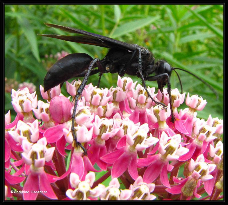 Great black digger wasp (Sphex pensylvanicus) on swamp milkweed