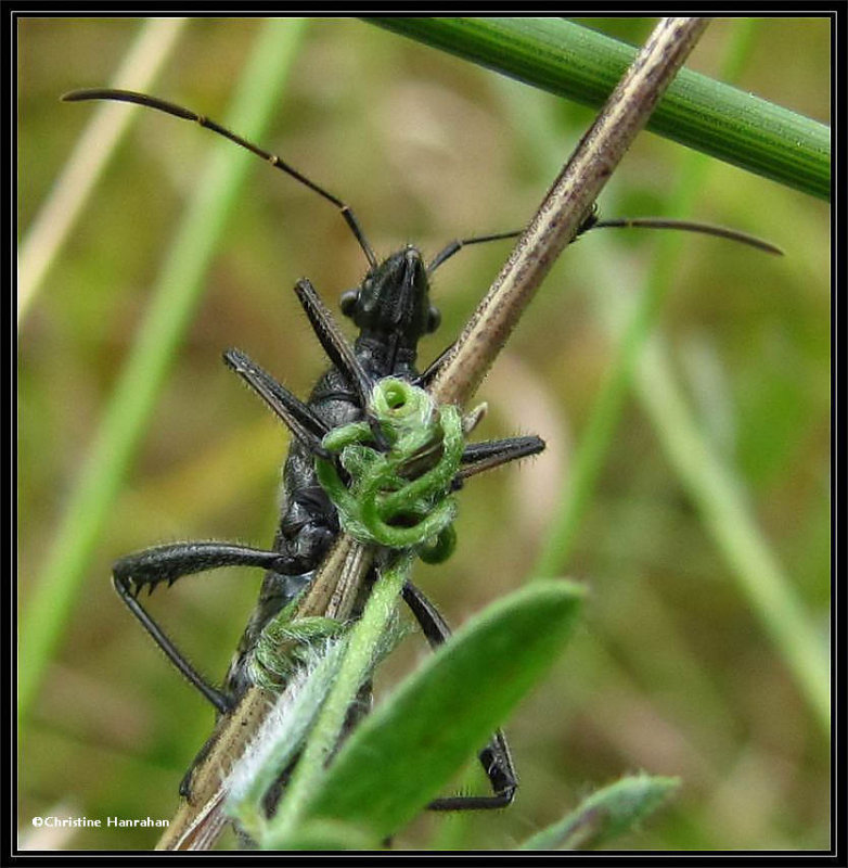 Broad-headed bug (Alydus eurinus)