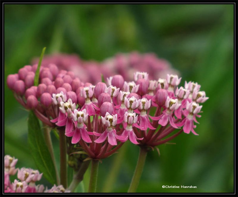 Swamp milkweed (Asclepias incarnata)