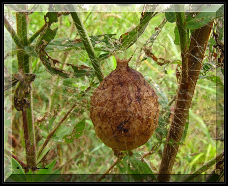 Egg sac of the Black and yellow argiope (Argiope aurantia)