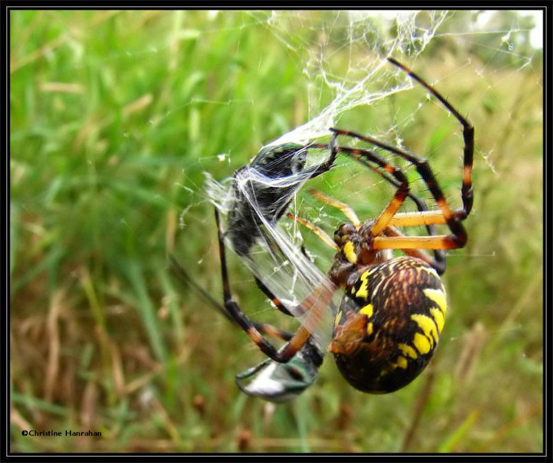 Black and yellow argiope, female (Argiope aurantia) wrapping prey with silk