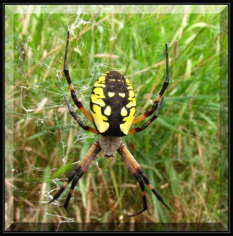 Black and yellow argiope, female (Argiope aurantia)