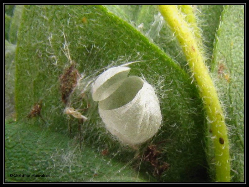 Green lacewing (Chrysoperla) cocoon