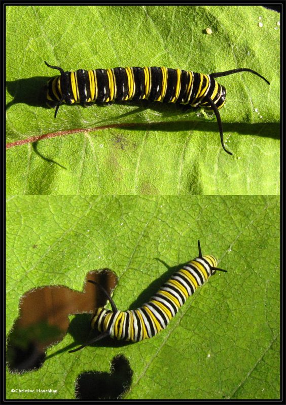 Monarch caterpillars (Danaus plexippus)