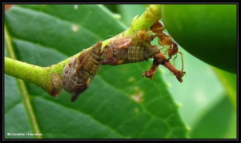 Treehopper  nymphs (<em>Enchenopa</em>)