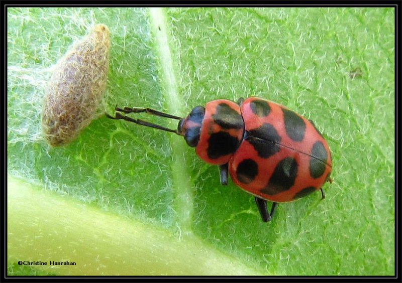 Spotted lady beetle  (Coleomegilla maculata)