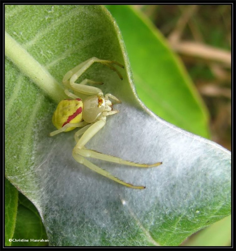 Goldenrod Crab spider, female (Misumena vatia) with egg case.