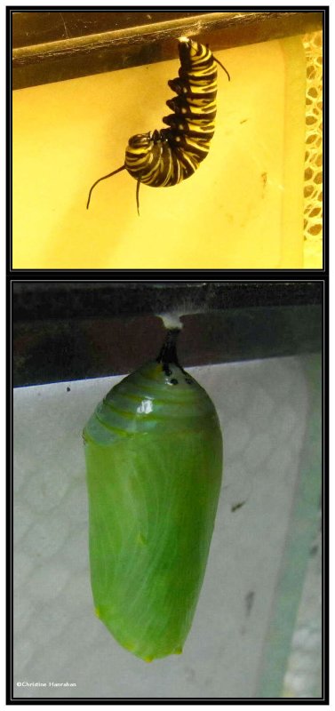 Monarch caterpillar and chrysalis