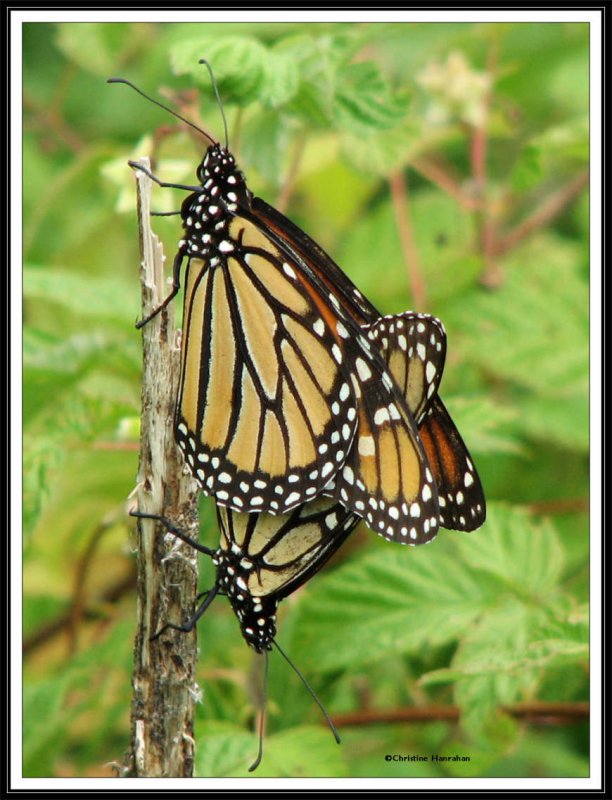 Mating monarch butterflies 