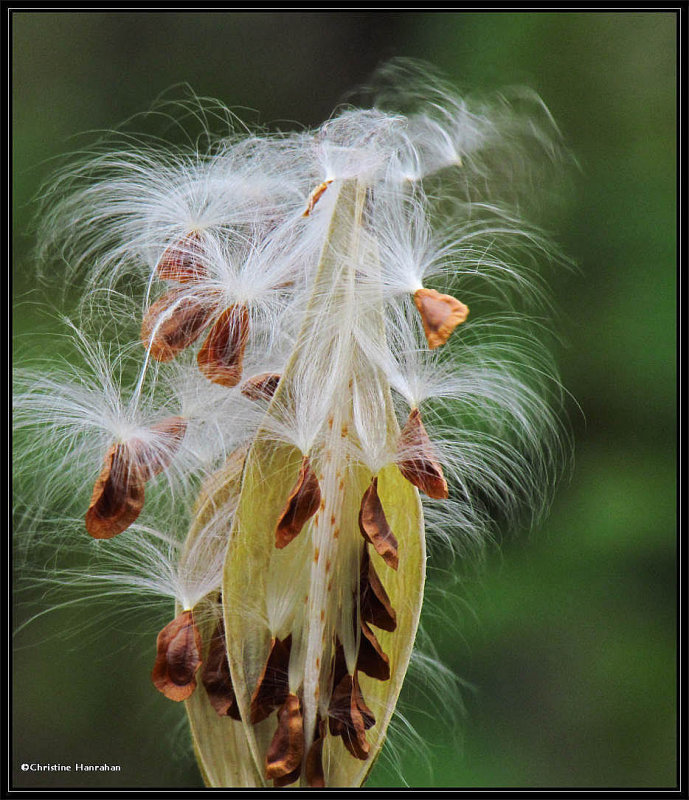 Swamp milkweed seeds (Asclepias incarnata)