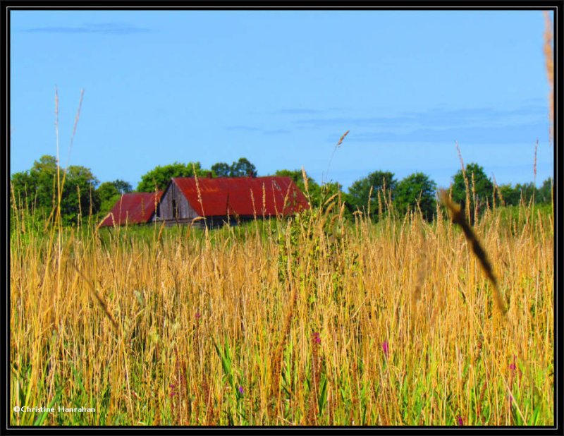 Late summer farm