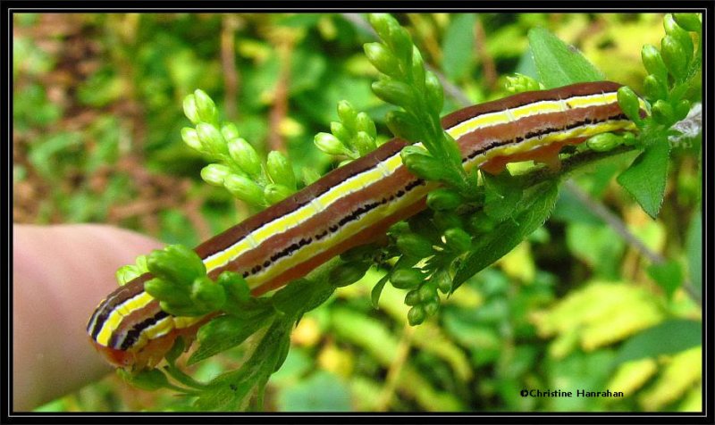 Striped garden caterpillar (Trichordestra legitima), #10304