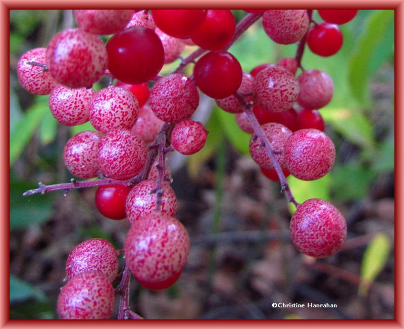 False solomon's seal berries (Smilacina racemosa)