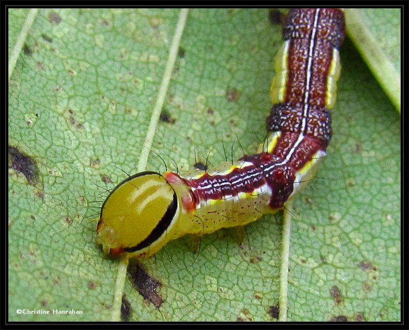 Double-lined prominent caterpillar (Lochmaeus bilineata) #7999